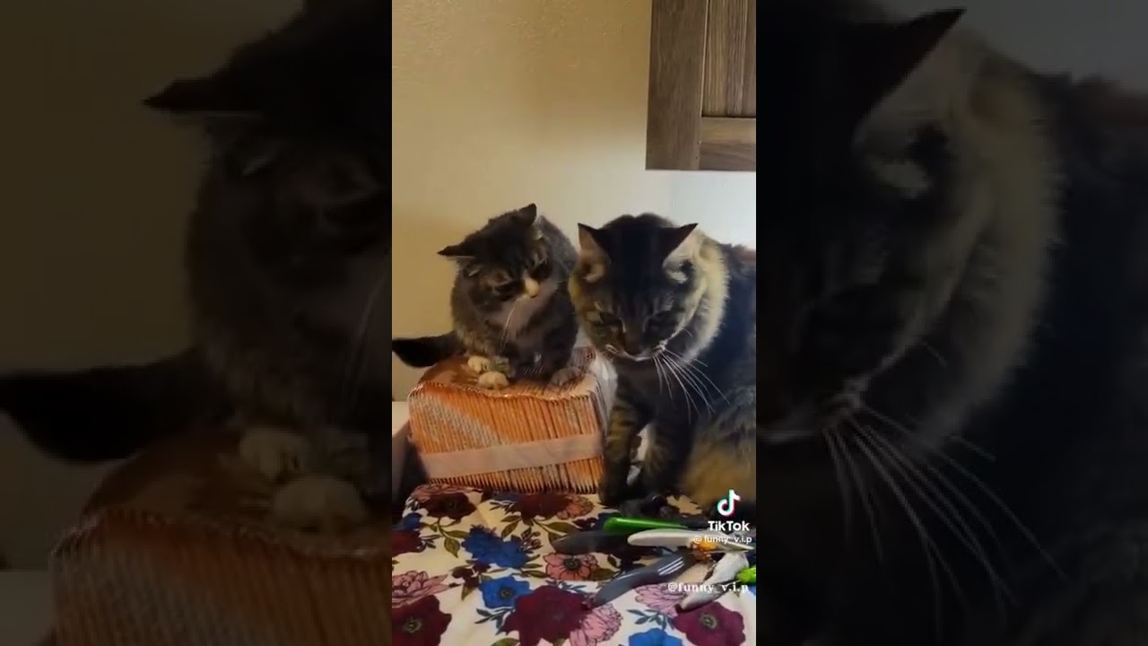 Funny Animal Videos of 2022😂   Funniest Animal Trending Cat 2022 😹