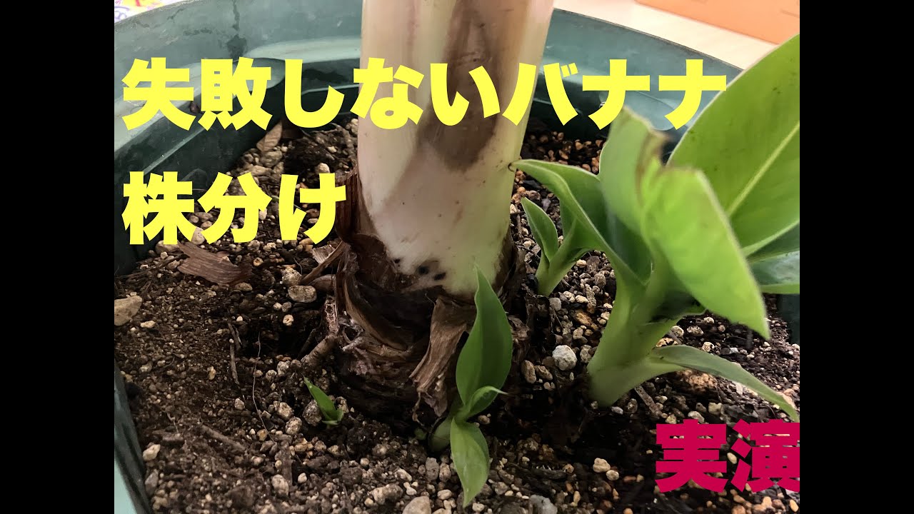 Dwarf Monkey Banana (Variegated) Propagation Demo: 3 Tips to Avoid