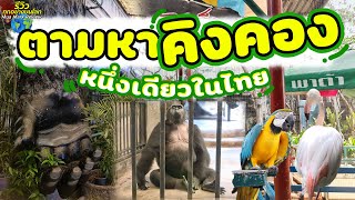 คิงคอง หนึ่งเดียวในไทย สวนสัตว์พาต้า ปิ่นเกล้า สวนสัตว์บนห้างที่ใหญ่ที่สุด 2021