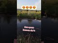яка краса велика сім'я лебедів