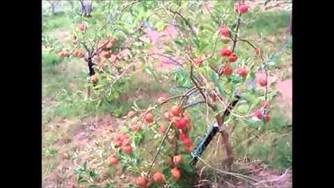 Prune and train Apple trees -Part 2 Fruitings