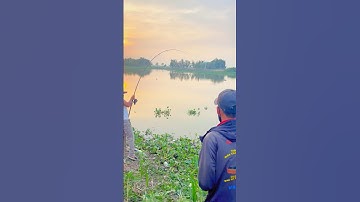 Câu cá tra sông bằng cám R1 và R3 #camr1 #camr2 #camr3 #catrasong #caucatra