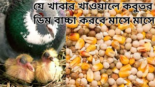 কবুতরের খাবার তালিকা।। how to make pigeon mix food..? #pigeon #pigeonlover #pigeons