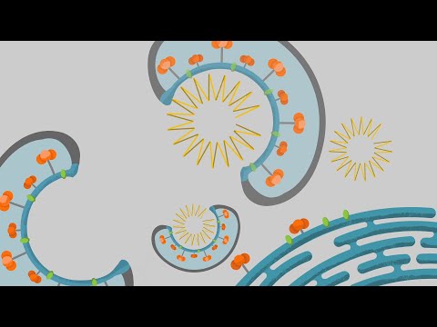 تصویری: آیا ویروس ها سلول های یوکاریوتی را آلوده می کنند؟