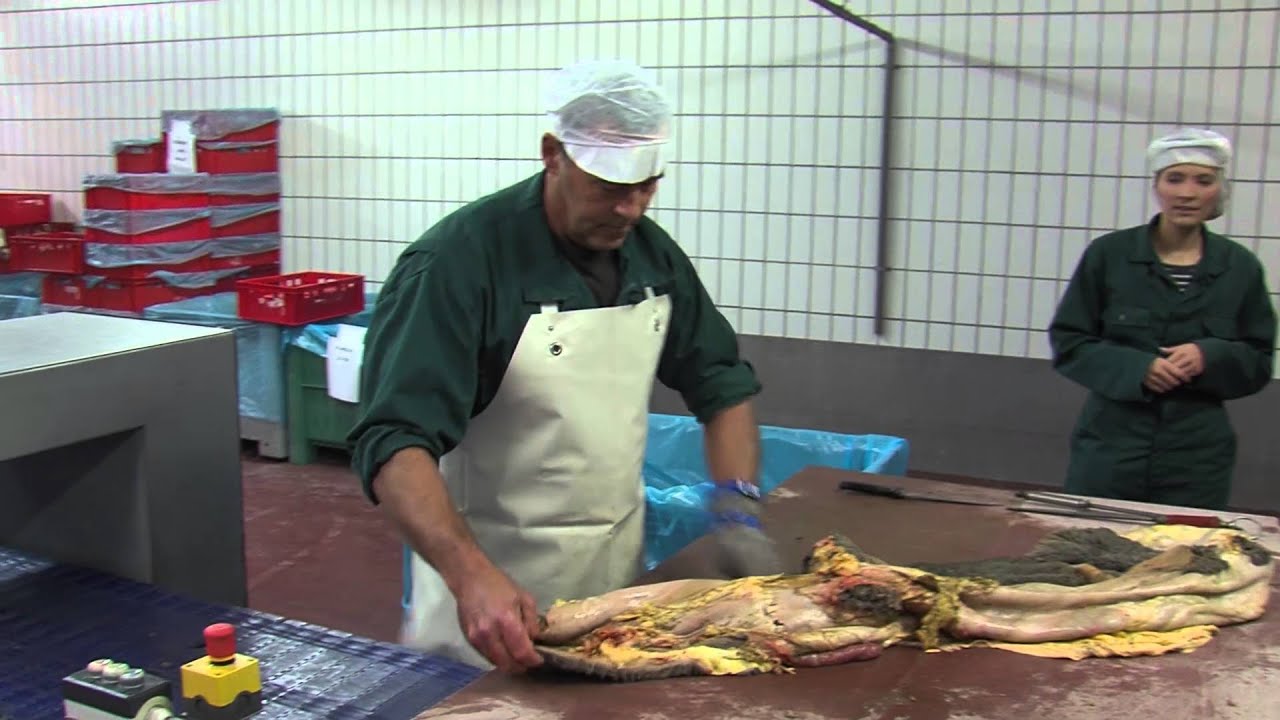 Vers vlees voor je hond