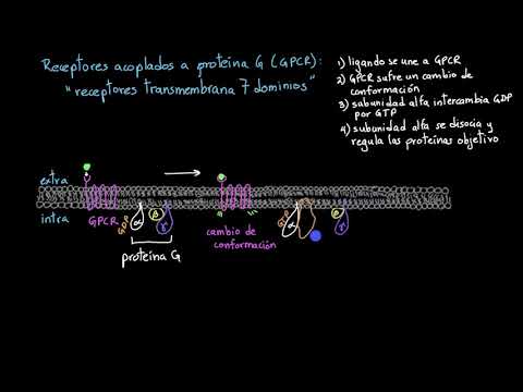 Video: ¿Qué hace una proteína receptora?
