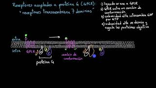 Receptores acoplados a proteína G | Khan Academy en Español