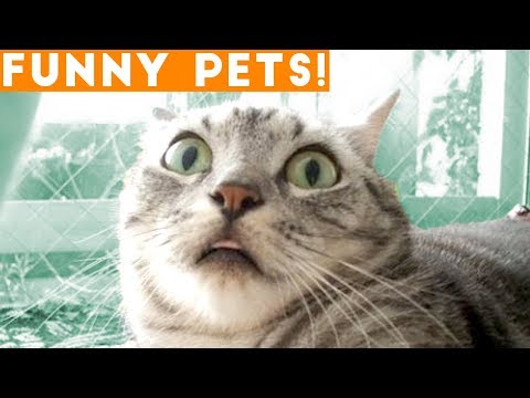 ultimate-funny-pets-of-the-week-march-2018-|-fpv-ft.-best-sleepy-&-scared-animals,-funny-cats-sounds
