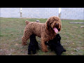 Cachorros de Perro de Agua Español DE MIROBRIGA