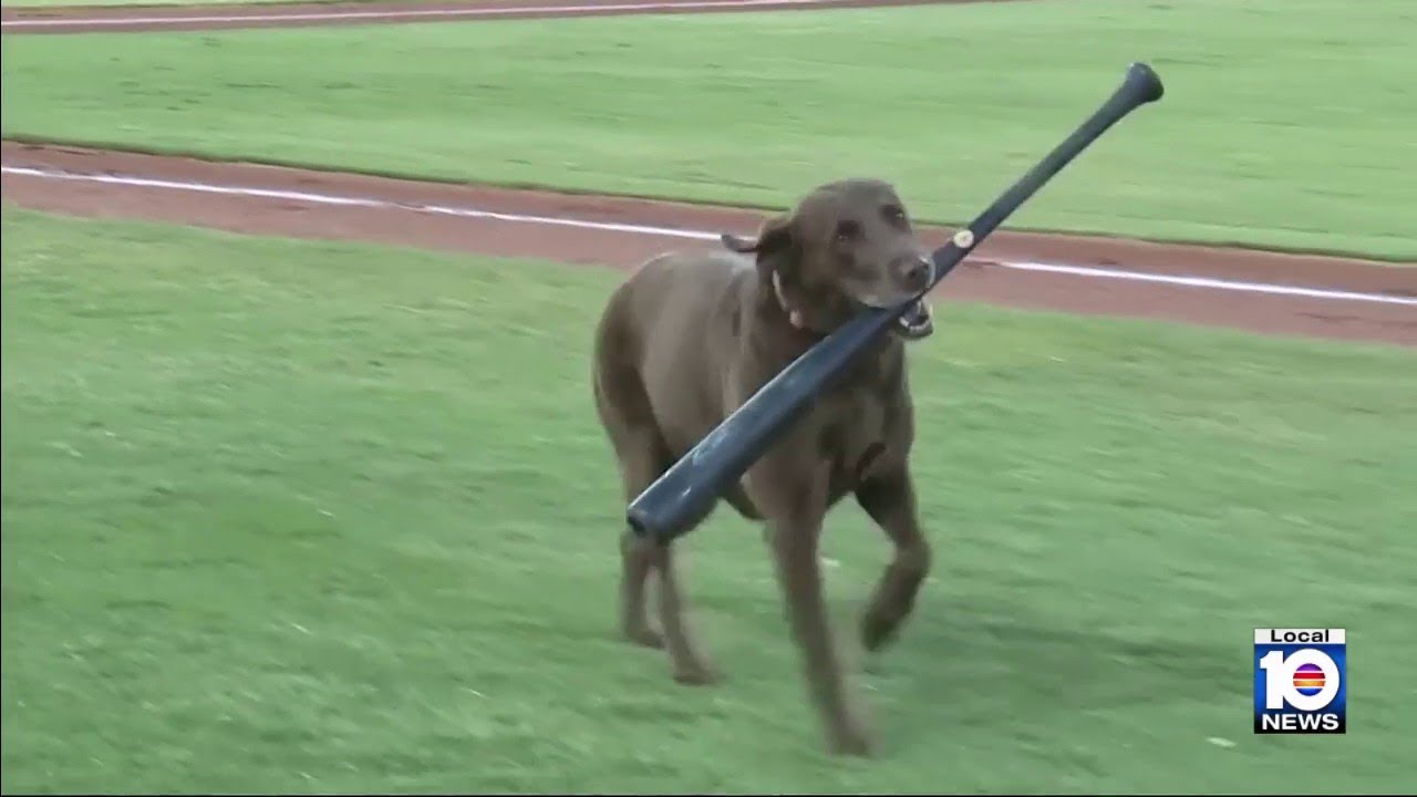 High school baseball team celebrates its Most Valuable Pooch