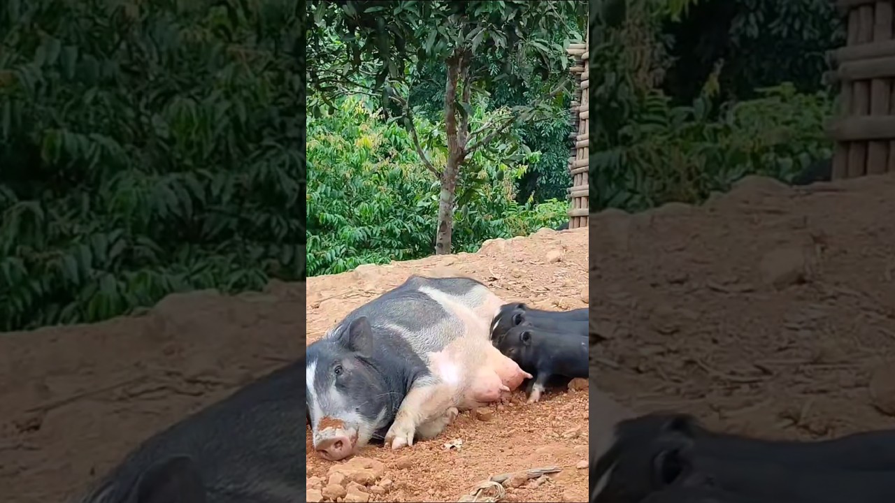 Precious Piggy Family – Feeding Time Bliss!