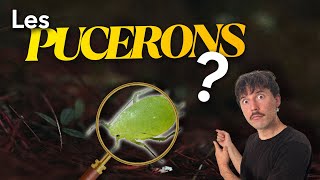 Ça Sert À Quoi Les Pucerons ?