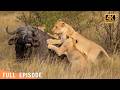 NATURE’S GAUNTLET | The Bone-Crushing Reality of Apex Predators |  nature documentary