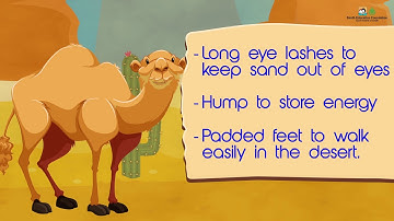 Natural Habitats (Sindhi Version) I Science I Grade 3 Unit 1 Lesson 1