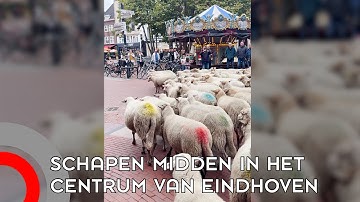 Kudde schapen door centrum Eindhoven: ‘Kleine omweg om mensen blij te maken’