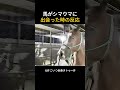 🐎🦓
