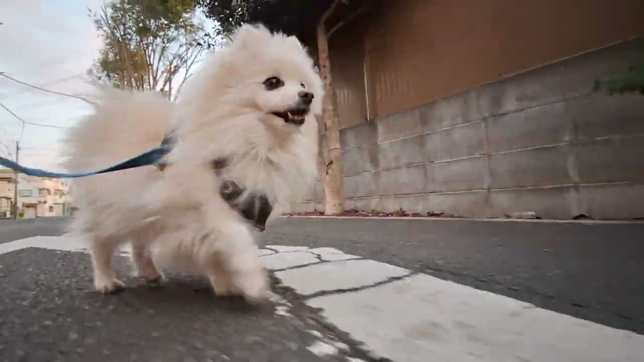 2026年1月19日月曜日　ポメラニアン？🐶　お散歩　テテ！