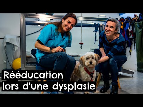 Vidéo: Les 18 races les plus à risque de dysplasie de la hanche - Votre chien est-il sur la liste?