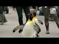 First Penguin Parade 2022 - Cincinnati Zoo