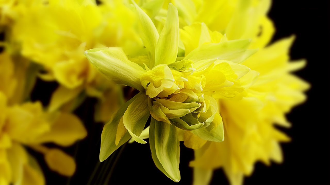 Relaxing time lapse daffodils blooming. Narcissus. YouTube