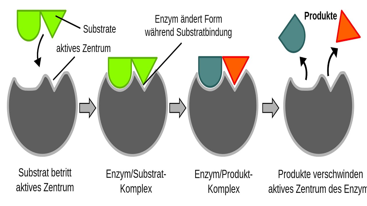 Left active. Enzyme substrate. Модель Кошланда. Теория Фишера и Кошланда биохимия. Enzyme иконка.
