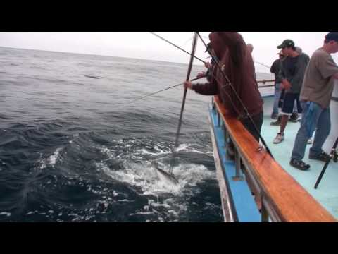 Aggressor-Cortes Bank Yellowtail and Offshore YellowFin Tuna