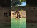 Big Snake Swimming With A Man Inside The PooL😋😋😋 #snakes #snake