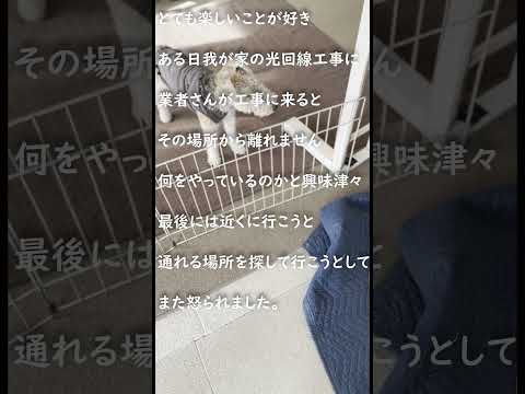 ワイヤーフォックステリアさん興味津々 #wirefoxterrier #shorts