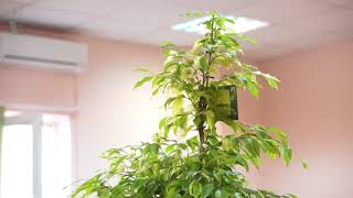 ARTPLANTS - Фикус бенджамина даниэль ARTPLANTS - Фикус бенджамина даниэль