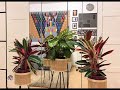 Amazing Stromanthe and Calathea Movements (Timelapse 18 hours)