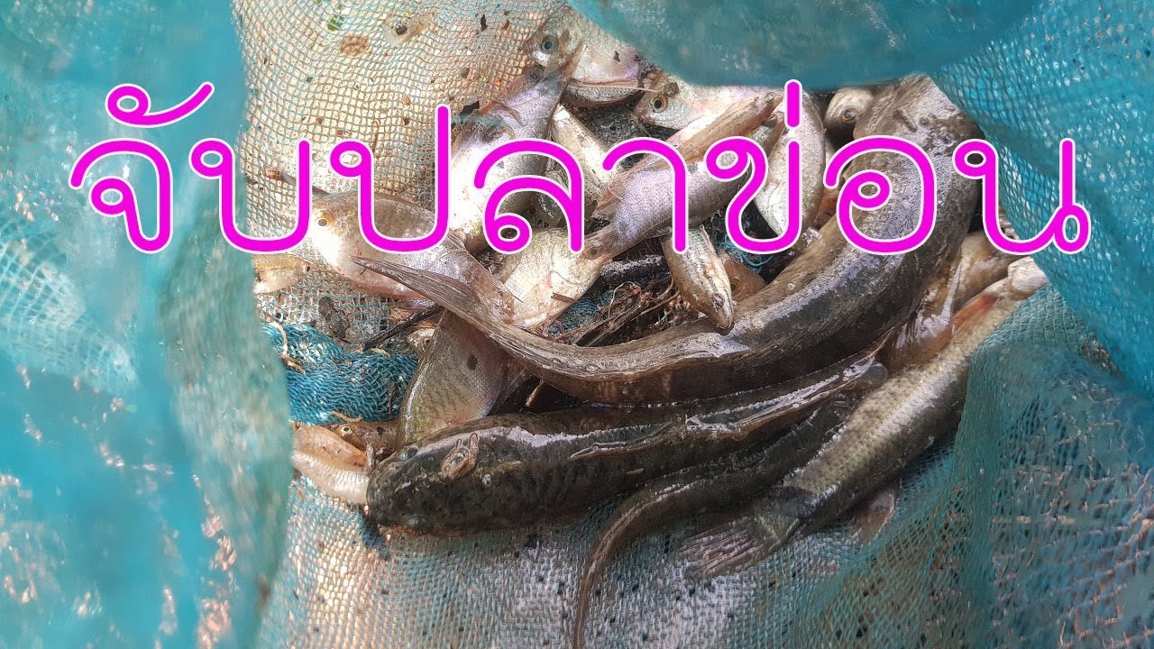 จับปลาข่อน บ่น่าเชื่อจะได้ปลาค่อ หนองน้อยตรงนี้มาครั้งที่2 - YouTube
