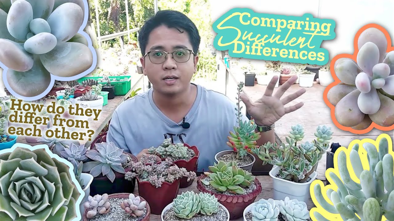 ECHEVERIA vs SEDUM vs GRAPTOPETALUM vs PACHYPHYTUM / What's their DIFFERENCE? Succulents Comparison