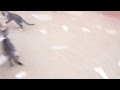 ياقطة خــــــــــربش