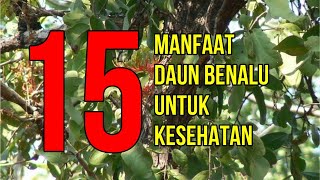 Ma Syaa Allah, Inilah 15 Manfaat Daun Benalu untuk Kesehatan