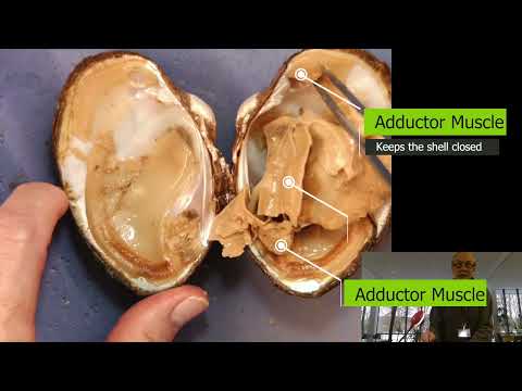 Mollusks: Freshwater Mussel Dissection