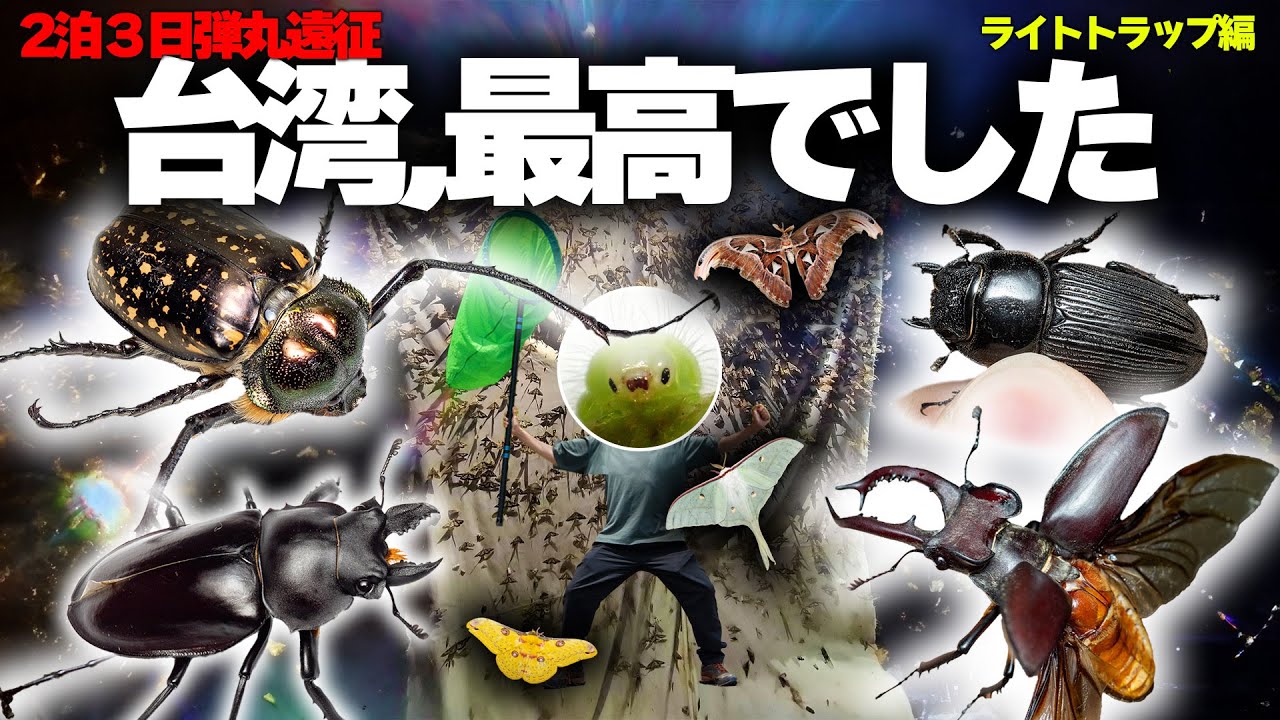 ラオス産　特大　ゲストロテナガコガネ　69mm ラオス産 特大 ゲストロテナガコガネ 69mm