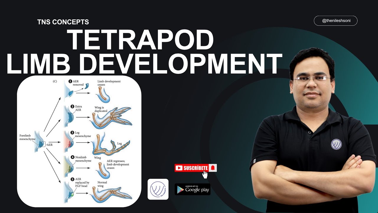 Tetrapod Limb Development | Limb Development In Tetrapods | CSIR NET LIFE SCIENCE | TNS CONCEPTS 