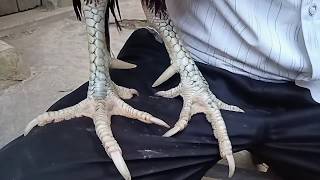 Download Lagu AYAM KAKI PUTIH SISIK SATU GARIS LURUS MP3