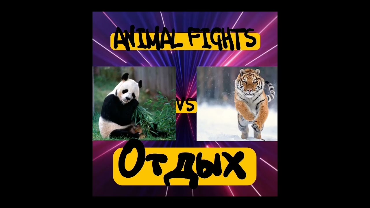 Тигр Vs Панда  / Полный Бой