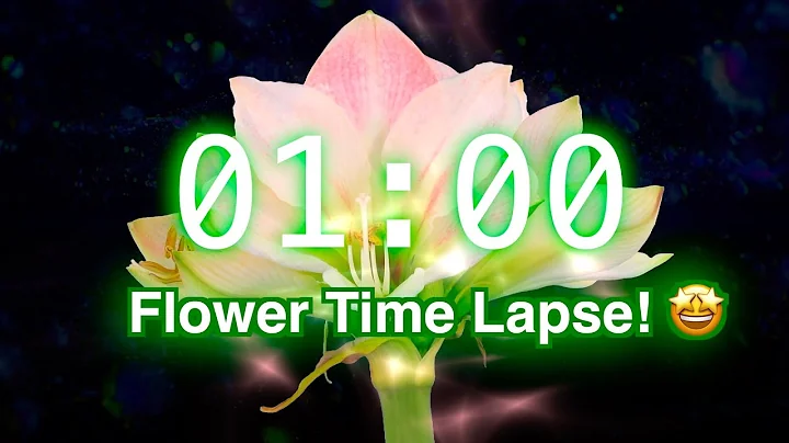 1-Minute Timer with Music | Stunning Flower Bloom Time Lapse for Classroom Focus