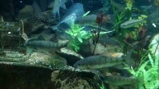 石賓大軍 20160625 平頜鱲日誌【 Zacco Platypus オイカワ Pale Chub 】 臺灣石賓 俗稱:石斑 溪哥水族箱 石賓大軍 20160625 平頜鱲日誌【 Zacco Platypus オイカワ Pale Chub 】 臺灣石賓 俗稱:石斑 溪哥水族箱