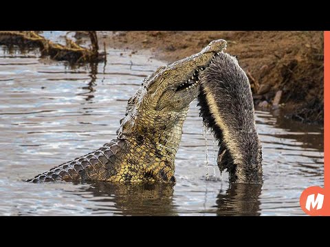 عندما يهاجم غرير العسل التمساح يمسكه في ثوان