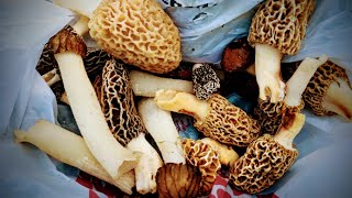 Morel Hunting (2024) Wisconsin! Lots of different kinds of Morels! A Fun Adventure!