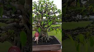 BONSAI BERINGIN | FICUS BENJAMINA