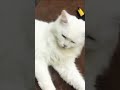 #cat #cute #kitten #love #babycat #youtubeshorts  #catentertainment #cats #pets #catvideos#ytshort
