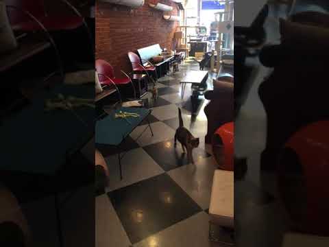 camera iphone 8 plus apk July 29, 2018