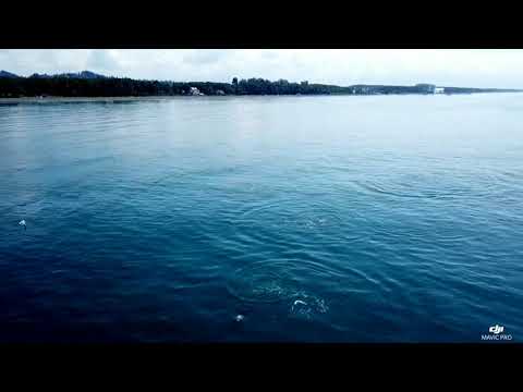 დელფინები შეკვეთილში