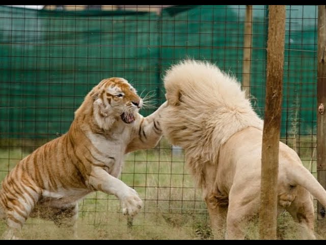 Lion vs Tiger-Giant Golden Tiger vs White Lion class=