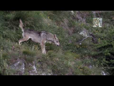 Video: Evidenza Di Bassa Prevalenza Di Linfoadenite Micobatterica Nei Cinghiali (Sus Scrofa) In Polonia