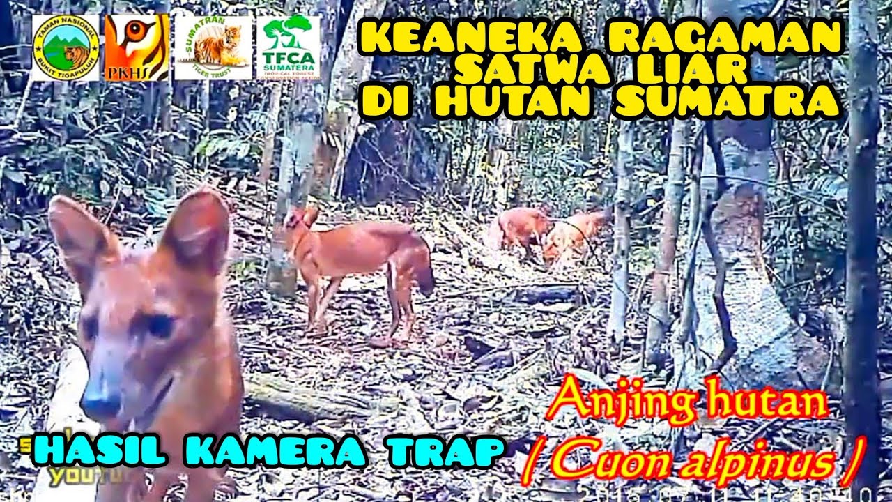 HASIL KAMERA TRAP_SENSUS SATWA DIHUTAN SUMATRA #kameratrapindonesia